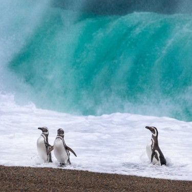 Monte León 4x4: Lobos e Pinguins 